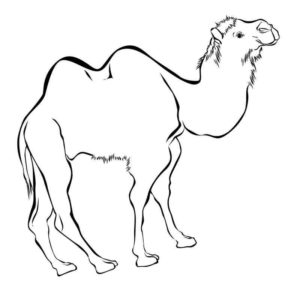довольный верблюд
