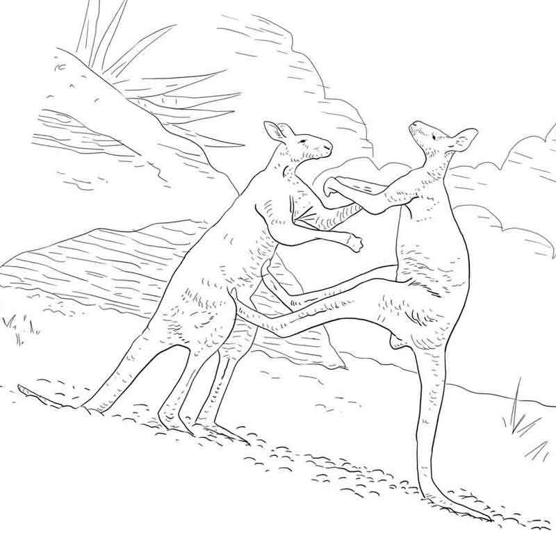 драка кенгуру