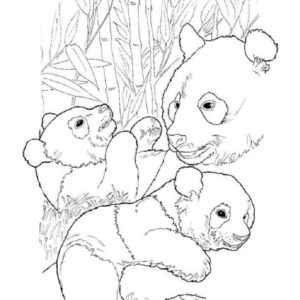 дружное семейство панды
