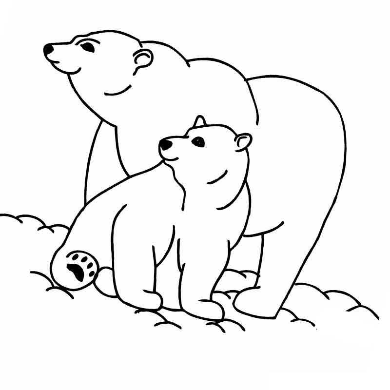 два белых медведя