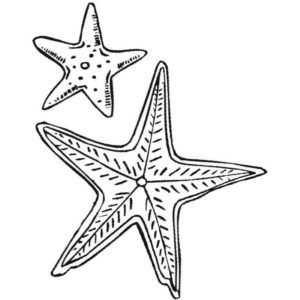 две морские звезды