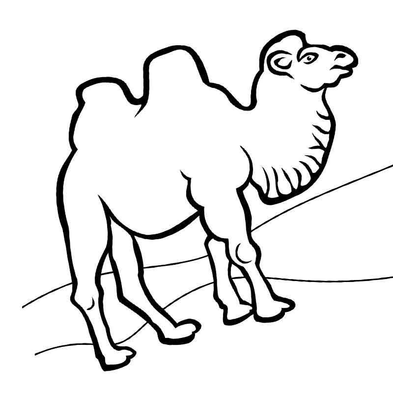 Двугорбый верблюд в пустыне