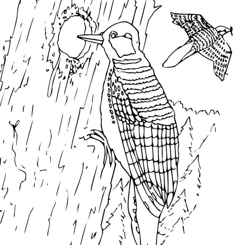 Раскраска. Раскраски лесные животные природа лесные животные дятел птица д�ерево