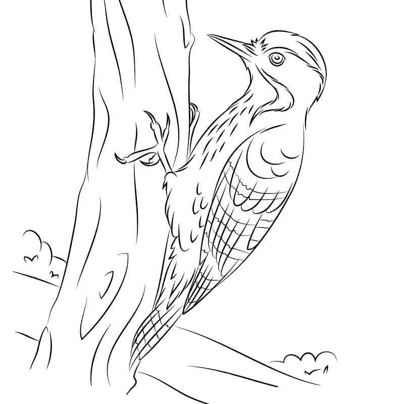 Дятел птица животное раскраски страница иллюстрация
