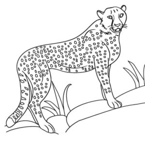 гепард большая кошка