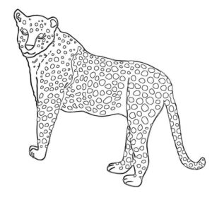 гепард большое и стройное животное