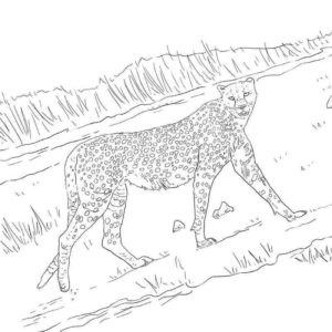 гепард гуляет по саванне