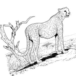 гепард животное саванны