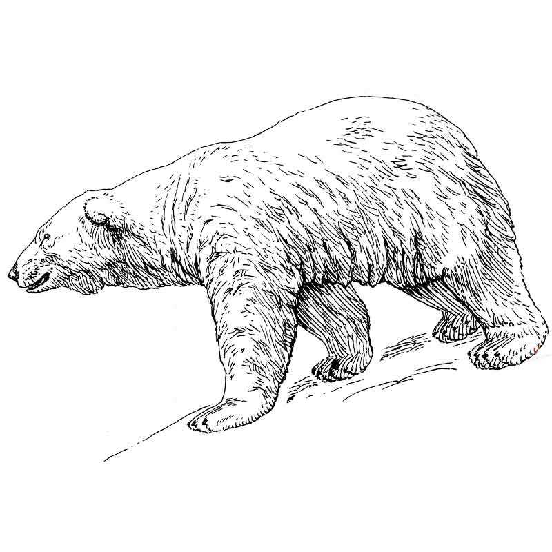Раскраски Белый медведь для детей (30 шт.) - скачать или распечатать бесплатно #