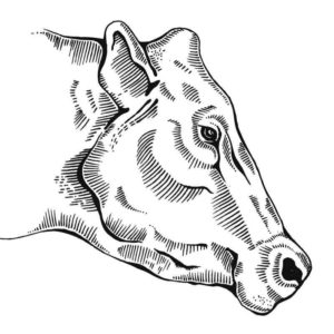 Голова взрослой коровы