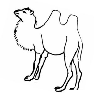 Гордый верблюд