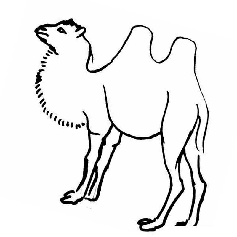 Гордый верблюд