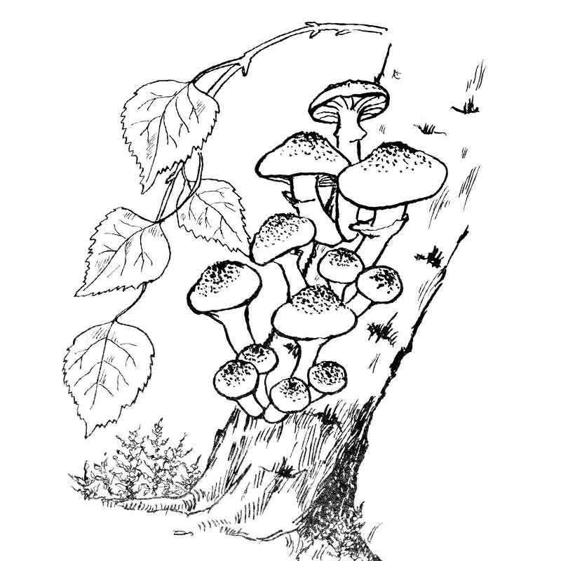 Раскраски грибы