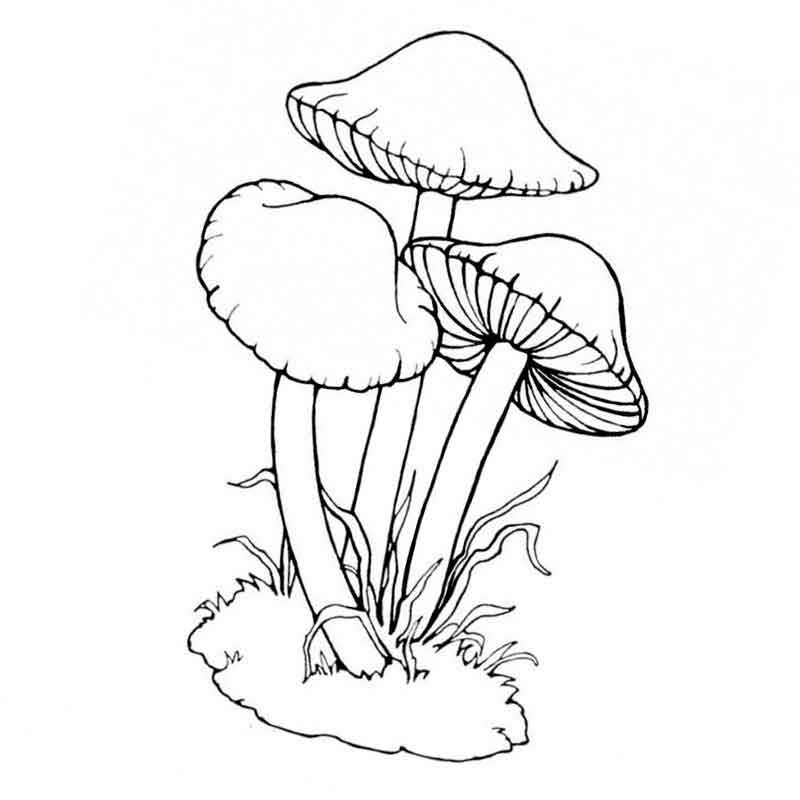 грибы опята