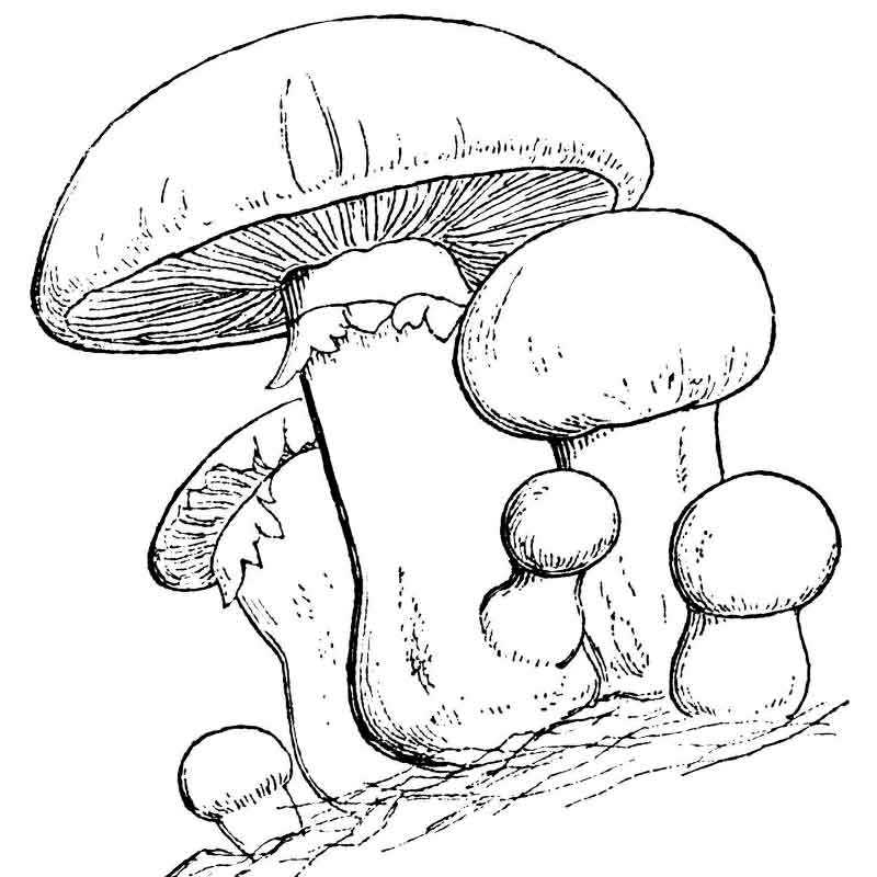 грибы шампиньон