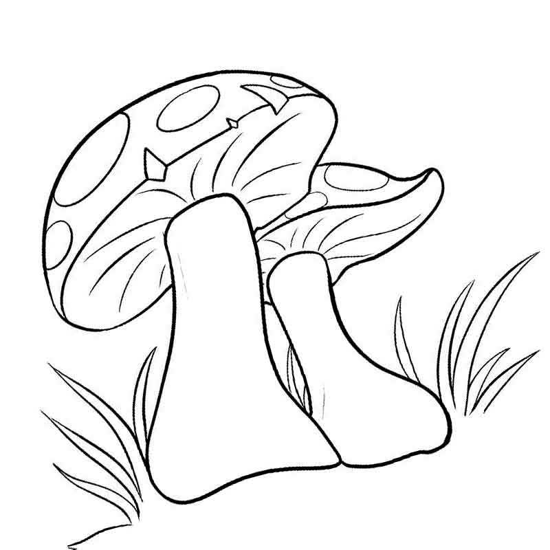 Раскраска грибы: векторные изображения и иллюстрации, которые можно скачать бесплатно | Freepik
