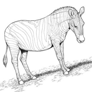 грустная зебра