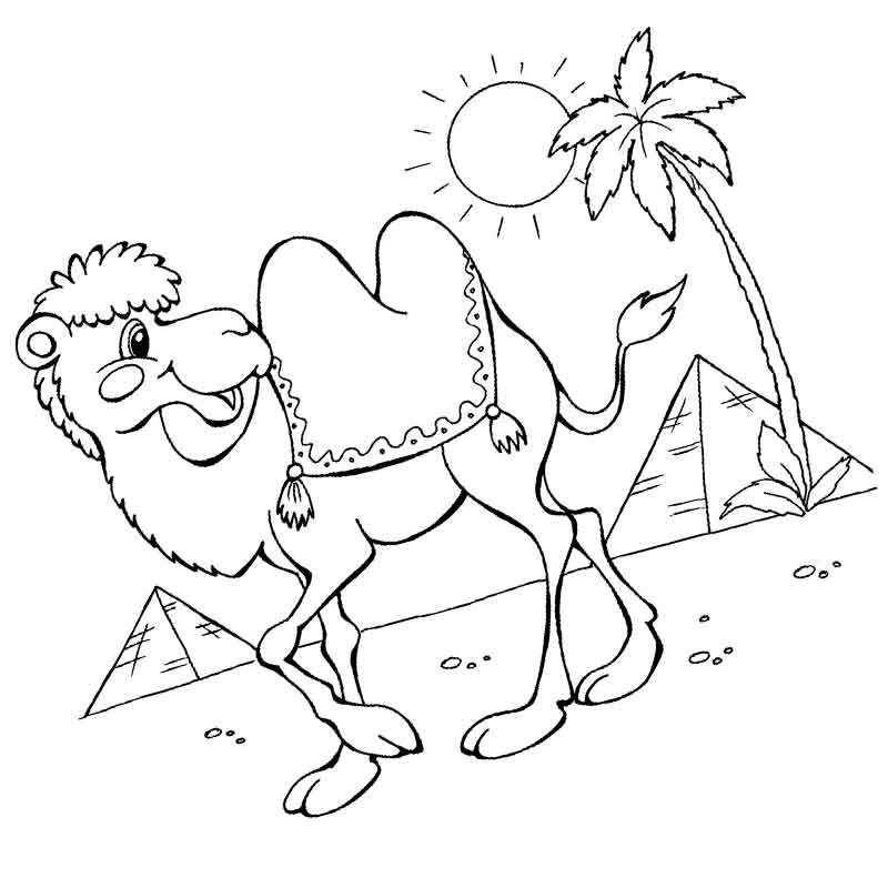 гуляющий верблюд возле пирамид