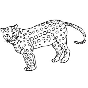 хищный кот гепард