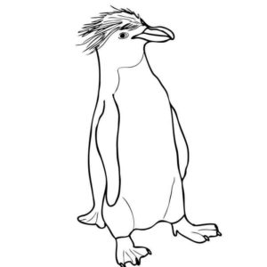хохлатый пингвин