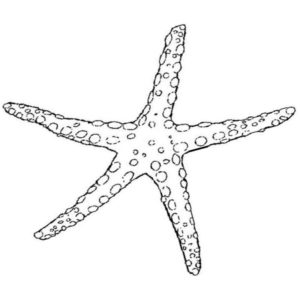 худая морская звезда