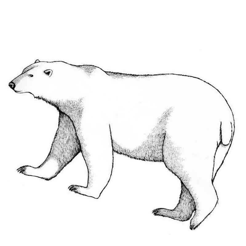 идущий белый медведь