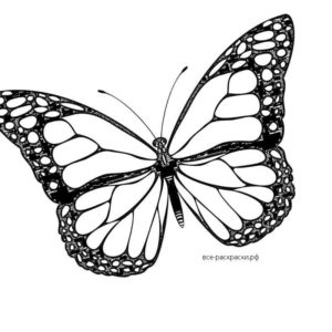Бабочка раскраска шаблон - 71 фото