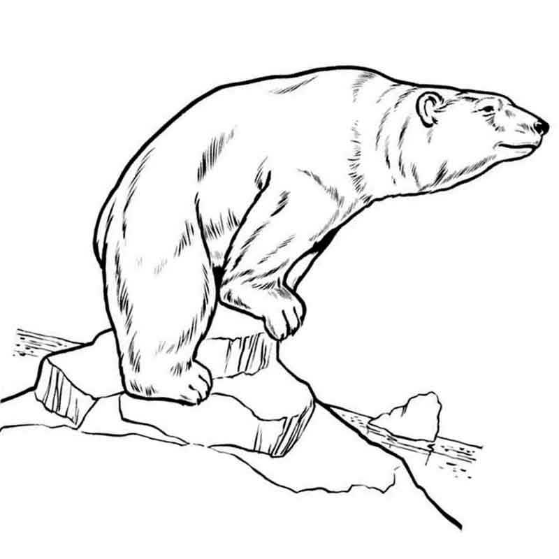 Раскраска Белый медведь, распечатать или скачать из категории 