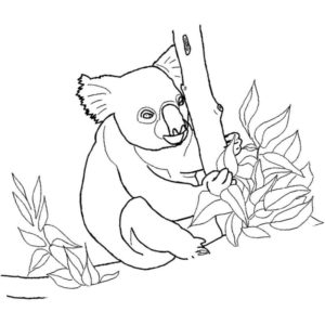 интересное животное коала
