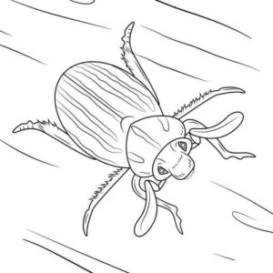 Июньский жук