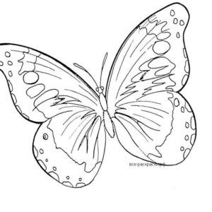 Картинка бабочки рисунок раскраска (47 фото) » рисунки для срисовки на баштрен.рф