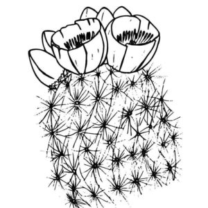 кактус инрересное растение