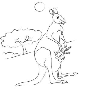 кенгуру греется на солнышке
