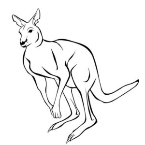 кенгуру из Австралии