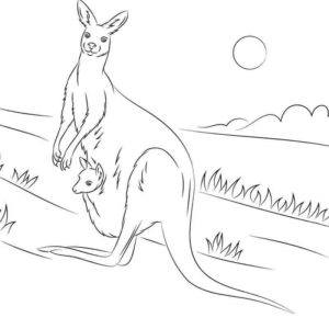 кенгуру на прогулке