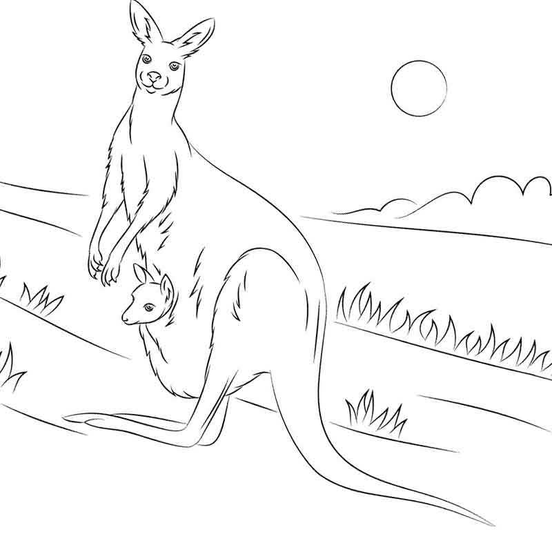 кенгуру на прогулке
