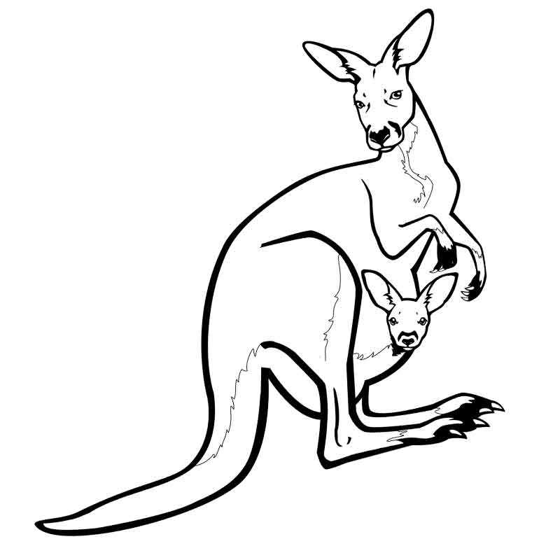 кенгуру с кенгуренком в сумке