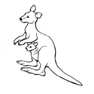 кенгуру с малышом