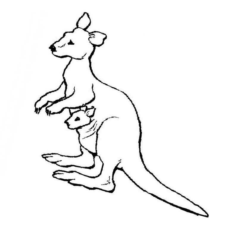 кенгуру с малышом