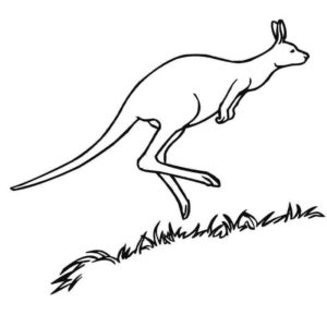 кенгуру в прыжке