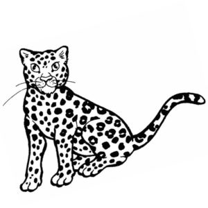Киска леопард