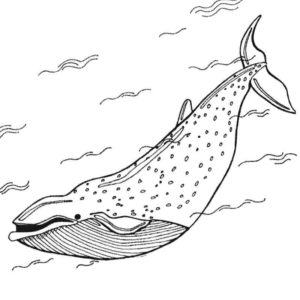 кит с необычным рисунком