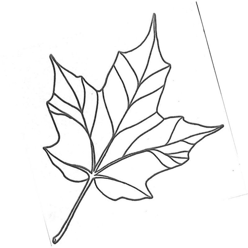 Раскраска - Лист и семена клена