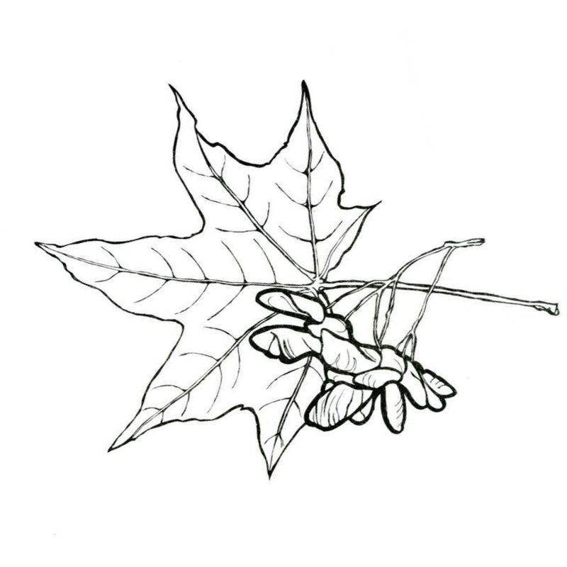 кленовый с ветки лист