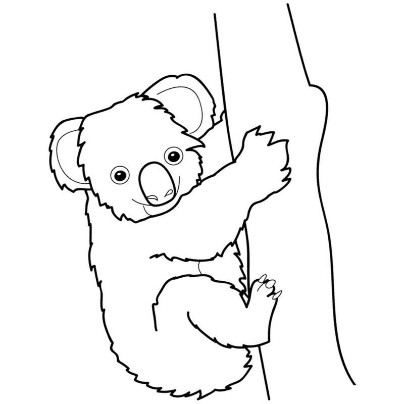 коала не спеша ползет по дереву