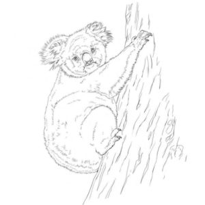 коала залезающая на дерево