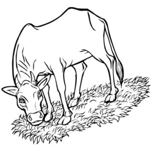 корова ест траву