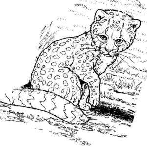 котенок гепарда