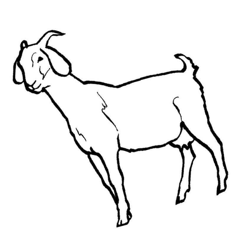 коза рогатая