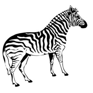 крамивая зебра